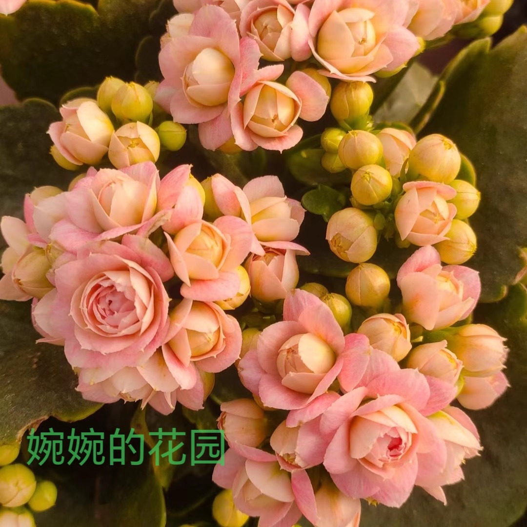 婉婉的花园长寿花盆栽重瓣大花苗带花苞进口稀有新品种玉芙蓉