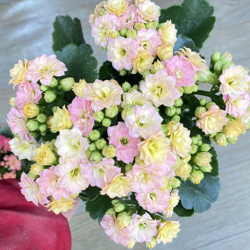 婉婉的花园长寿花盆栽重瓣花苗带花苞进口稀有新品种变色彩虹糖