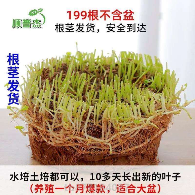 带叶金钱草铜钱水仙睡莲植物通用草水培盆栽盆栽养活室内办公室