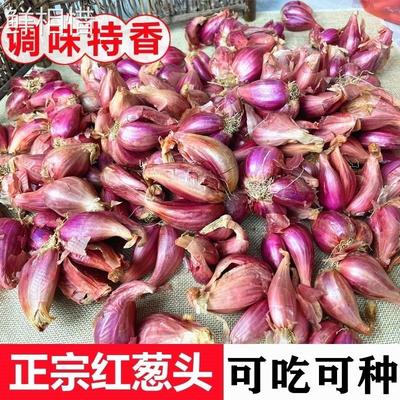 广东正宗红葱头皮干香种子食用料