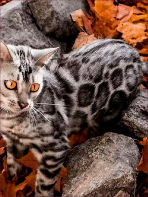 香港发货纯种血统虎斑孟加拉玩具虎豹猫活体虎斑短毛猫幼崽宠物猫