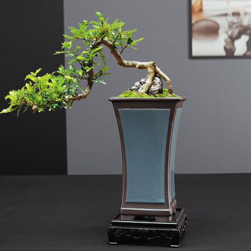 精品哥窑盆四方兰花专用花盆