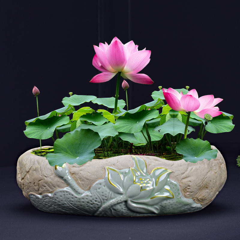 睡莲碗莲盆缸专用陶瓷大号土培植物 一叶莲荷花盆铜钱草水培器皿