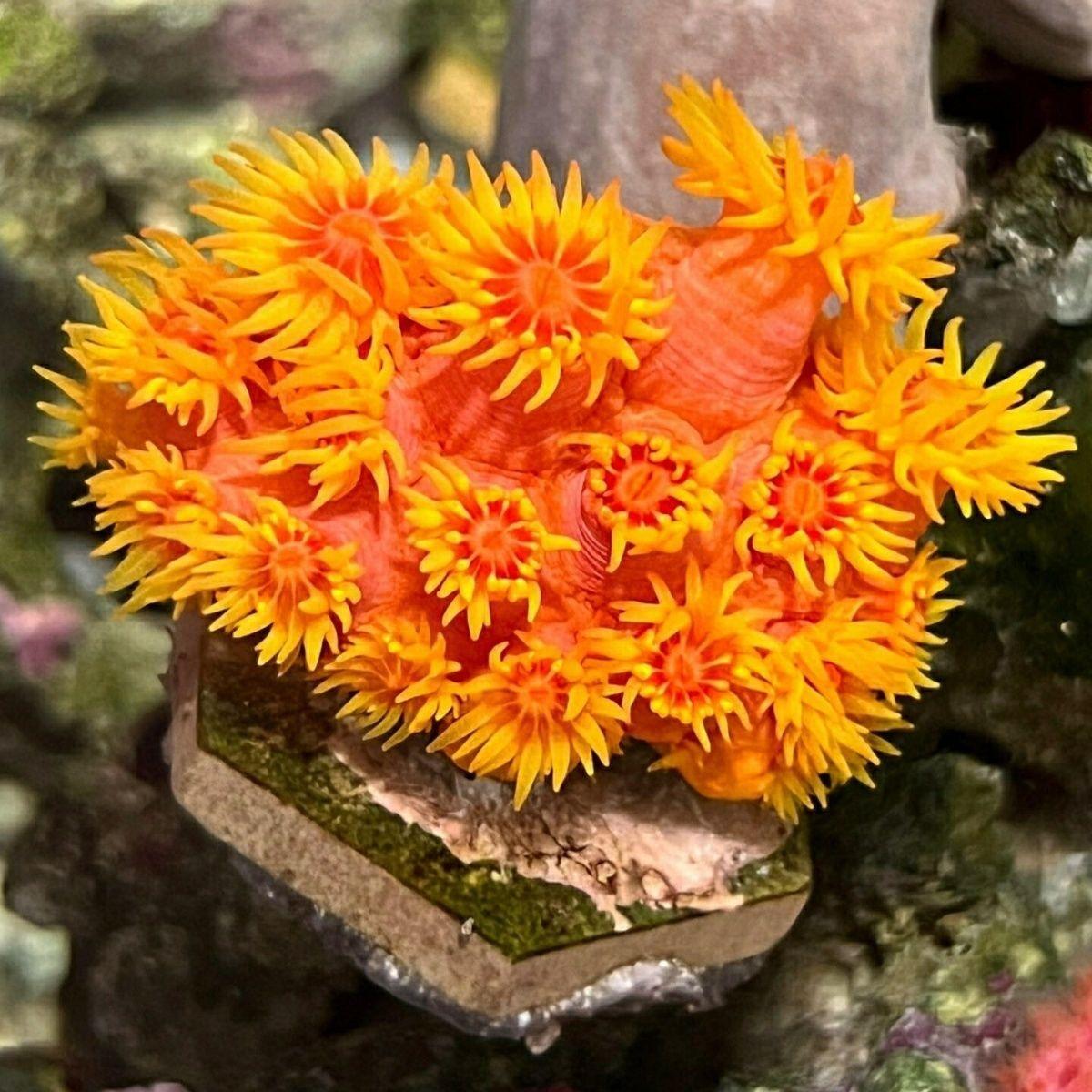 太阳花珊瑚炮仗花珊瑚