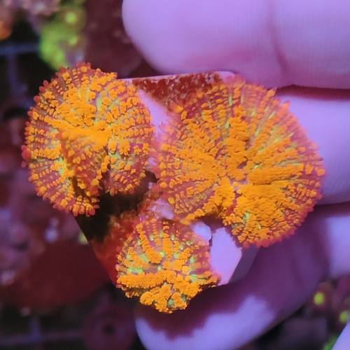 烟花橙色毛菇珊瑚新手易养
