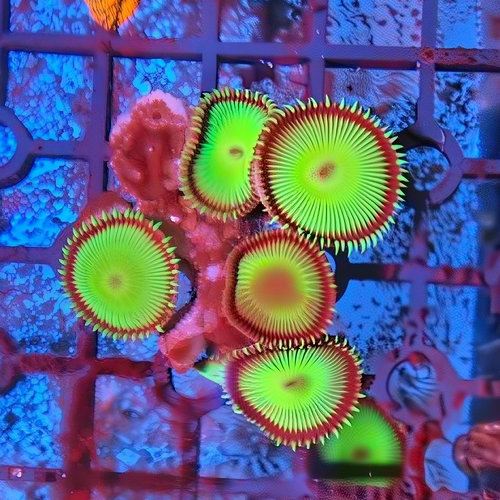 大种纽扣珊瑚新手易养