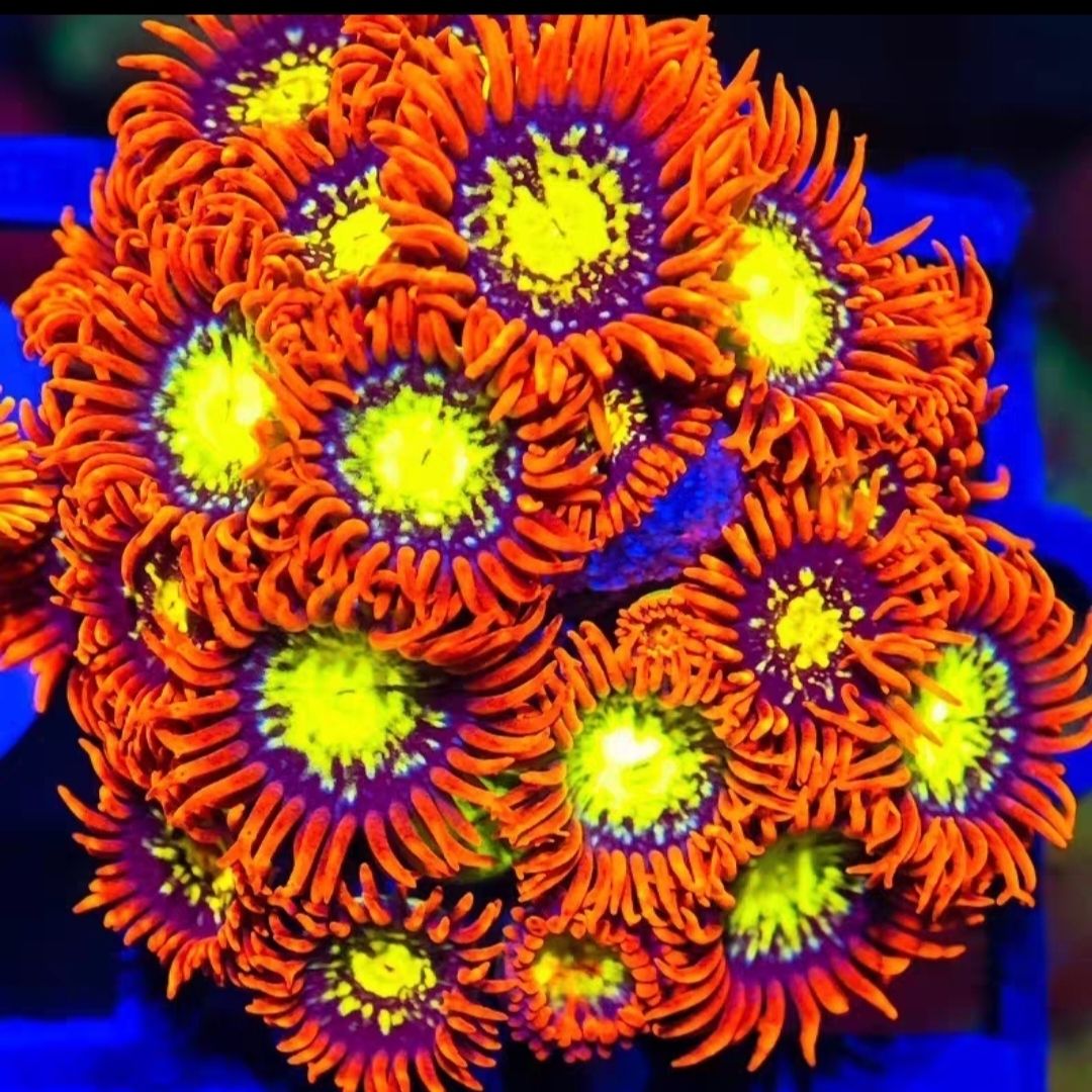 新手易养金鑫橙红纽扣珊瑚