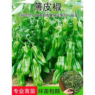 薄皮辣椒苗秧苗大果虎皮青椒苗微辣皱皮泡椒苗四季菜园盆栽南方种
