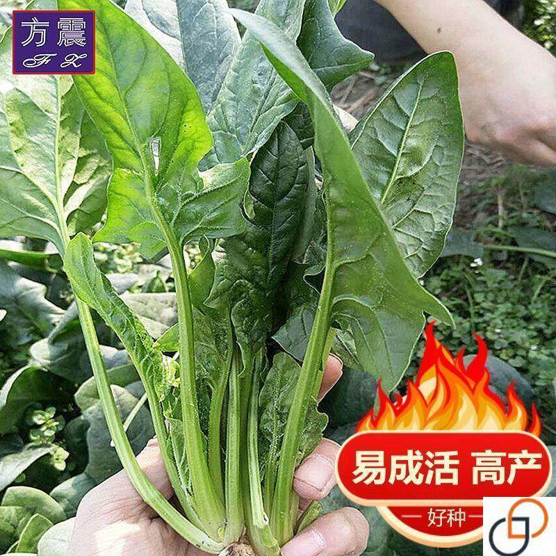 小叶菠菜种子小尖叶土菠菜家庭种植品耐热耐寒菠菜种子四季蔬菜