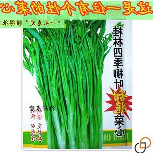 广西桂林四季柳叶菜心种子卷叶油青增城菜心菜苔阳台庭院蔬菜种籽