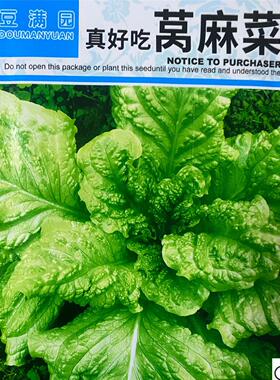 莴麻菜种莴叶用莴苣麻菜鸡TKZ菜香四香菜种子川子夏秋季蔬菜种子