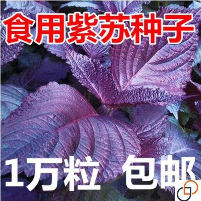 红紫苏种子紫叶苏调味料四季播种家庭园艺种子