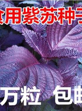 红紫苏种子紫叶苏调味料四季播种特菜野菜种高产易种蔬菜种子包邮