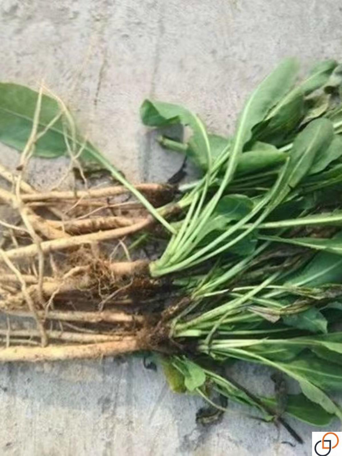 板蓝根种子食用特色青菜大青叶中药材种籽阳台盆栽春季四季蔬菜孑