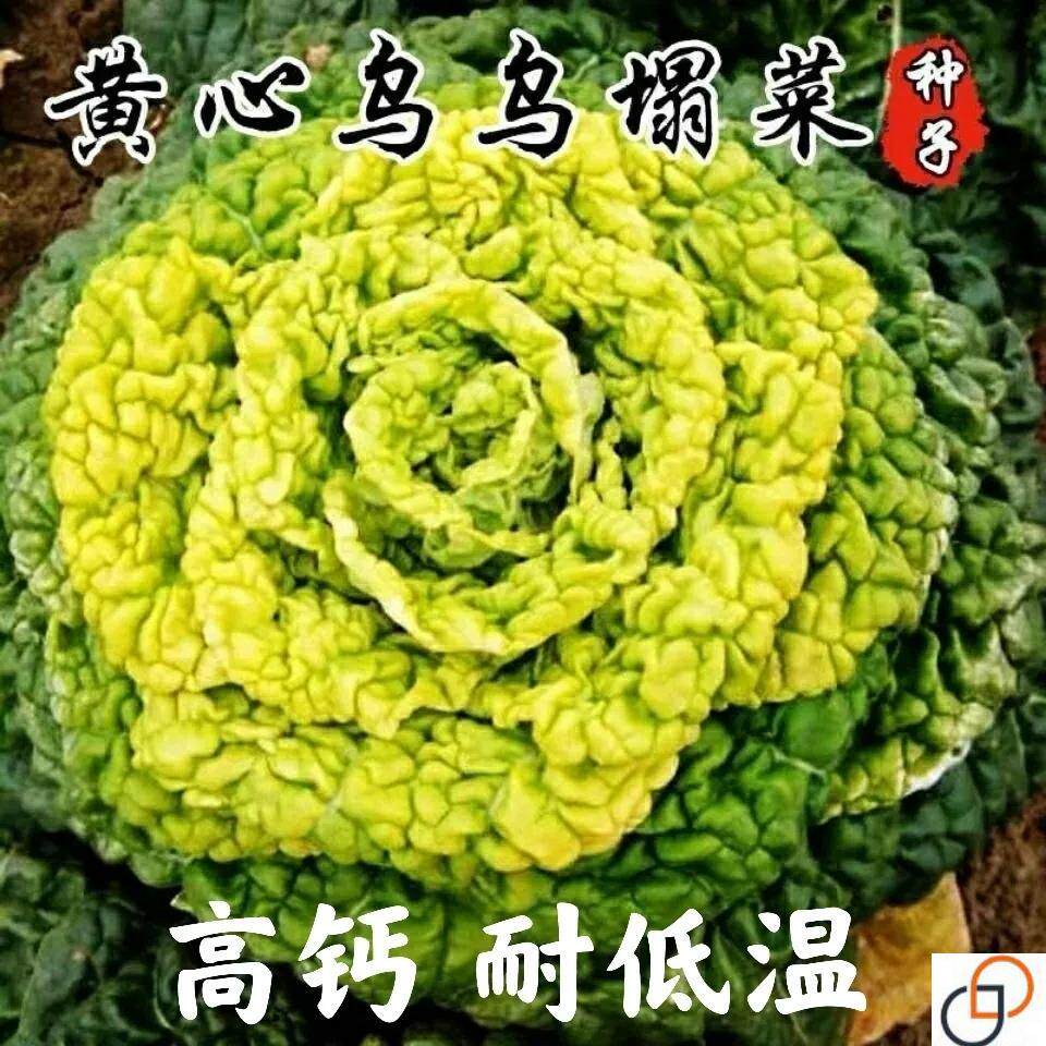 黄心乌塌菜种子皱叶菊花菜卷窝白家庭园艺种子