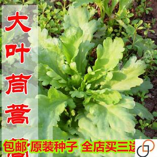 大叶茼蒿种子大叶茼蒿菜蔬菜种虎耳茼蒿 蔬菜种子 茼蒿菜种蓬蒿籽