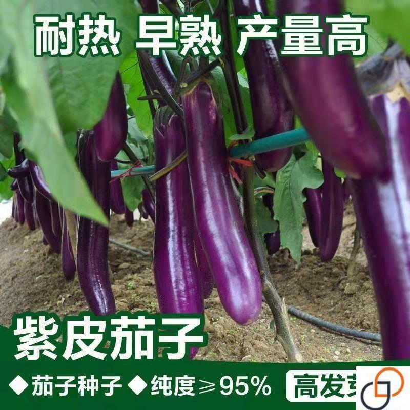 紫红长茄子种子茄王种子春秋季阳台盆栽蔬菜种孑四季农家紫茄种子