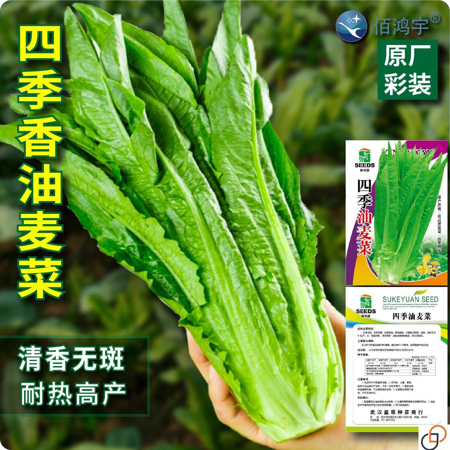 原装油麦菜种子四季米香油麦菜籽阳台盆栽庭院高产青菜种子