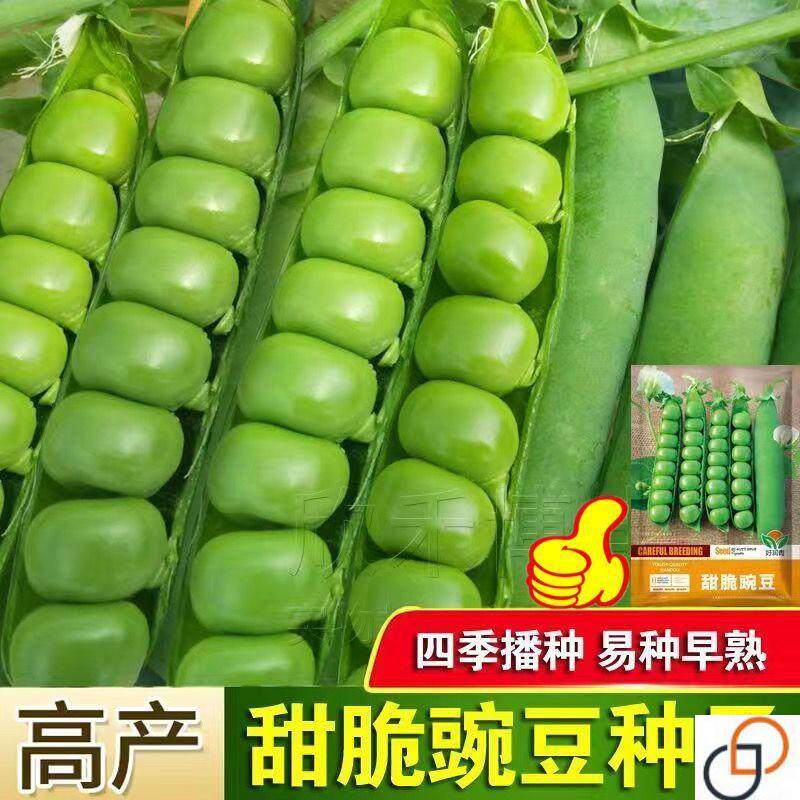 甜脆青豌豆种子豌豆种籽台湾长寿豆老品种仁碗豆孑碗豆种籽蔬菜籽