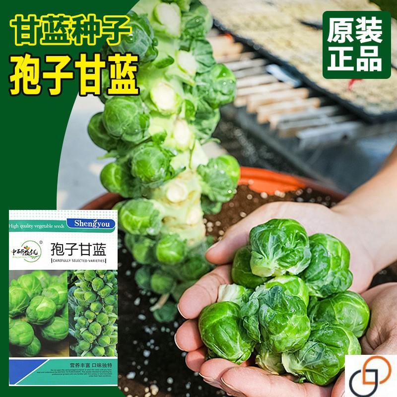 孢子甘蓝菜种籽抱子甘蓝种子小包菜菜种卷心菜籽农家特色蔬菜种孑