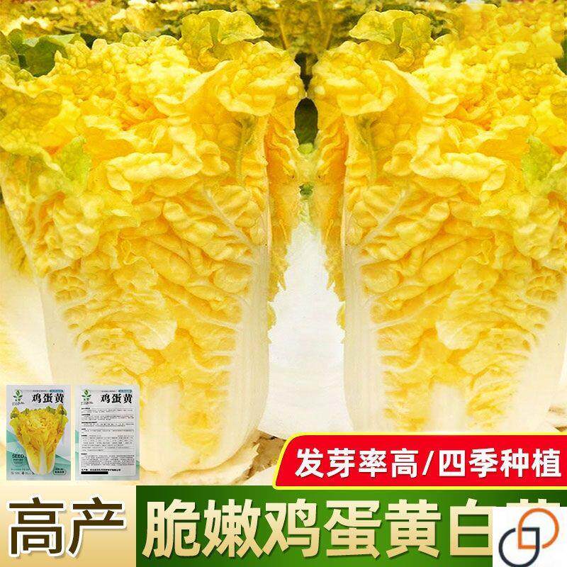 鸡蛋黄白菜种子秋季黄心大白菜籽四季快菜籽好吃抗病高产蔬菜种孑