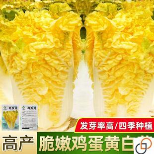 鸡蛋黄白菜种子秋季黄心大白菜籽四季快菜籽好吃抗病高产蔬菜种孑