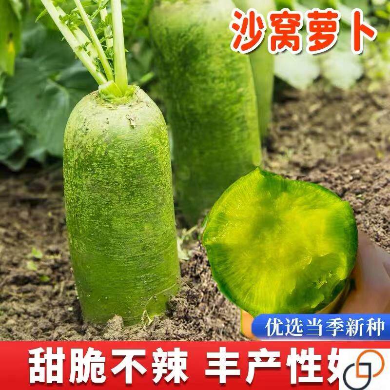 天津沙窝萝卜籽青萝卜种子水果大全秋季四季山东蔬菜农家菜种种孑