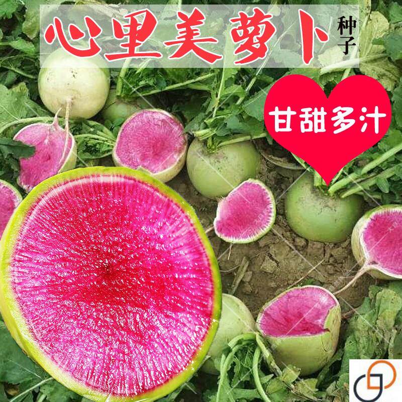 紫美人萝卜种籽心里美萝卜种子满堂红水果红心四季红肉籽蔬菜种孑