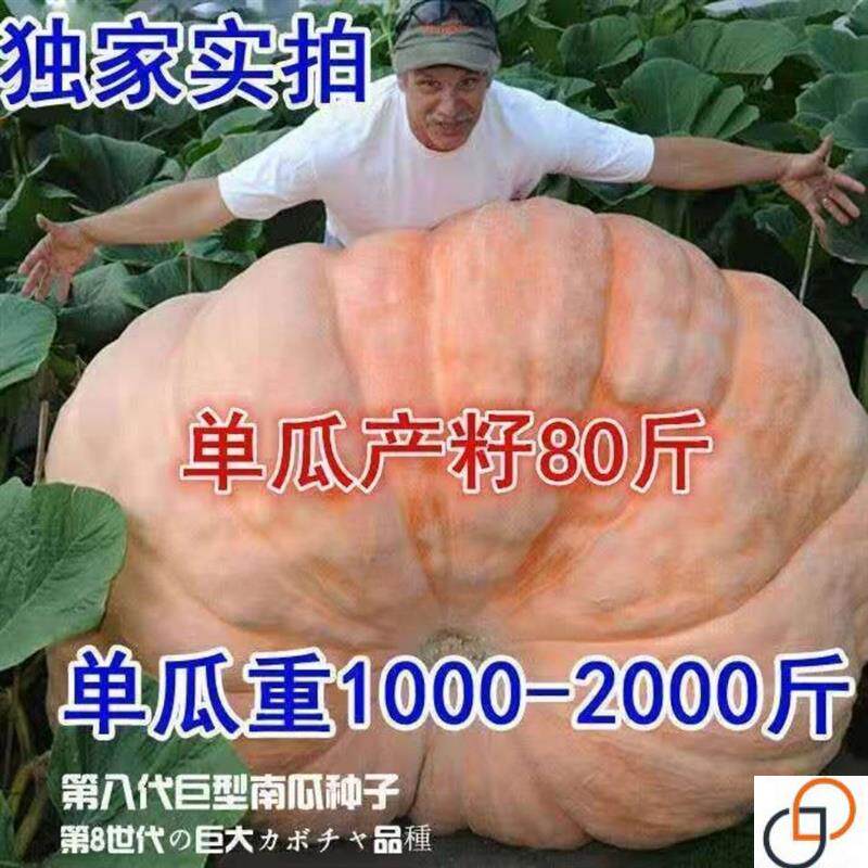 美国巨型南瓜种子特大大南瓜种子家庭园艺种子