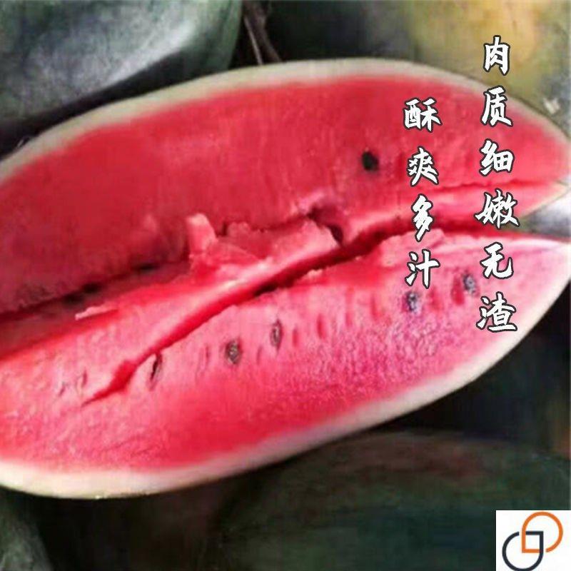 黑巨霸西瓜种子特大巨型高产黑皮西瓜种籽南方春季四季盆栽瓜种子