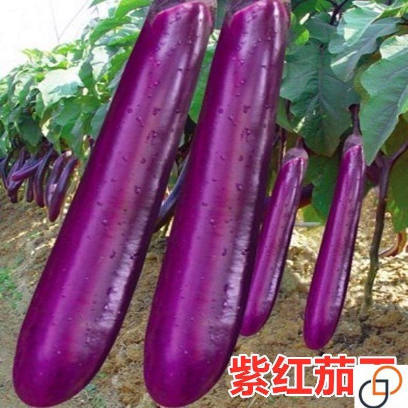 高产黑贵人长茄种子线茄子种子露天大棚四季种植阳台盆栽蔬菜种子