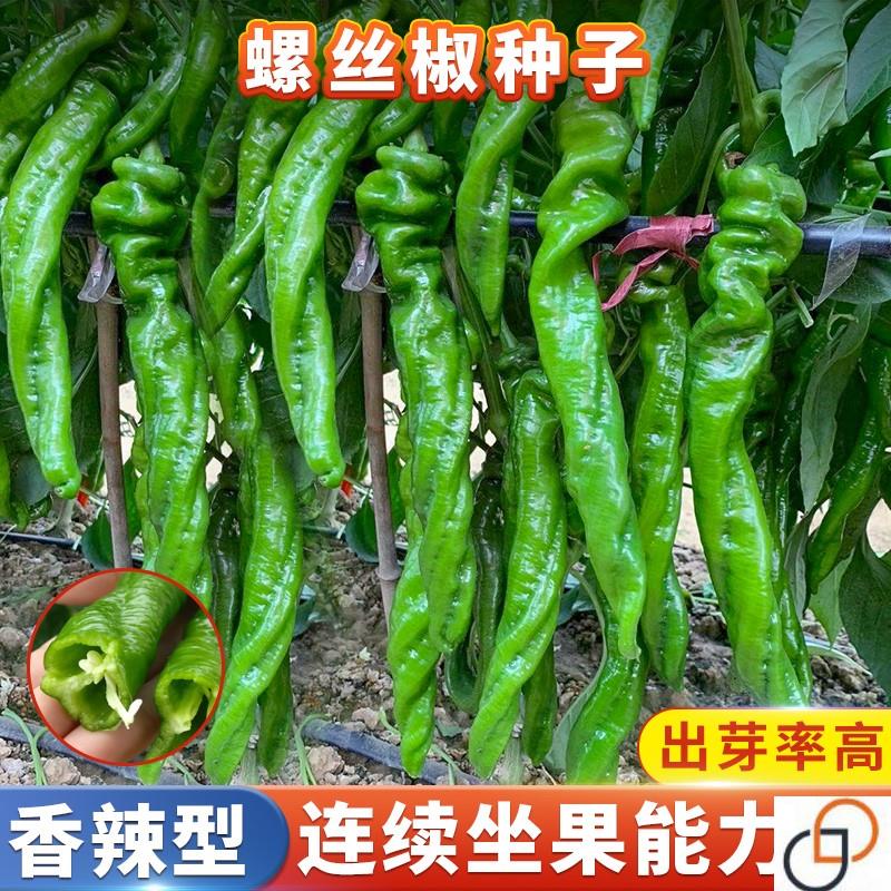 特辣薄皮螺丝椒种孑尖椒薄皮羊角皱皮长辣椒种子盆栽家庭种植籽种