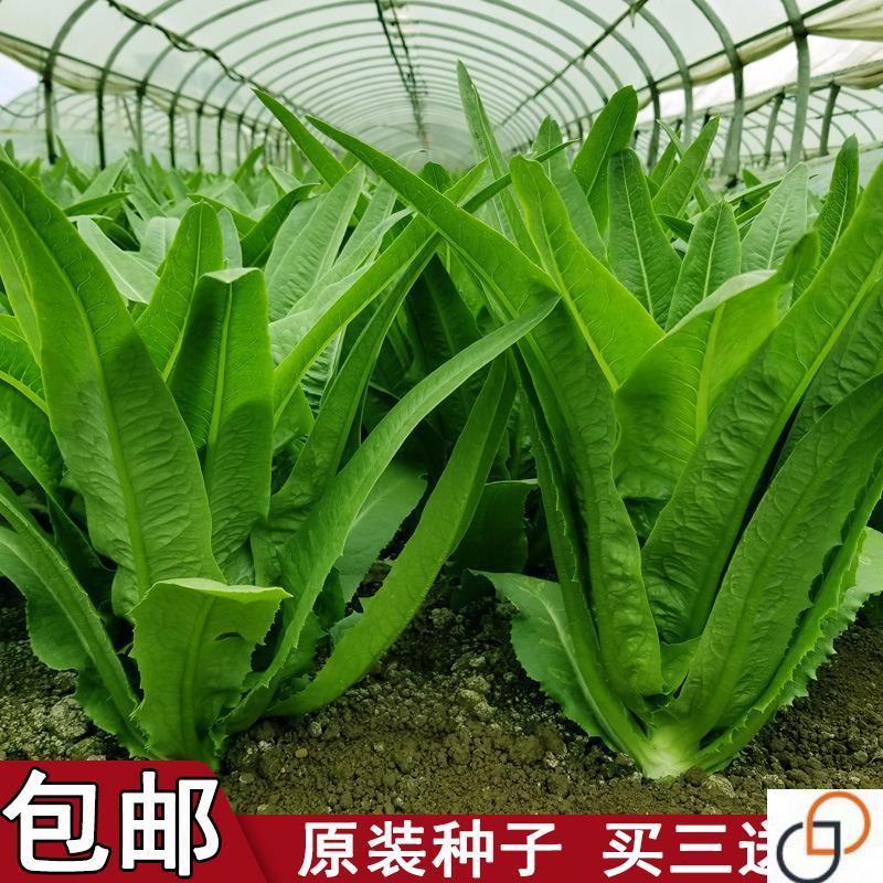 四季油麦菜种子宽叶清香易种蔬菜种子阳台盆栽种菜田园