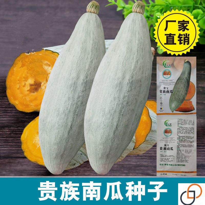 特甜粉糯贵族南瓜种子新品种金丝栗板栗贝贝南瓜籽四季种植种籽子