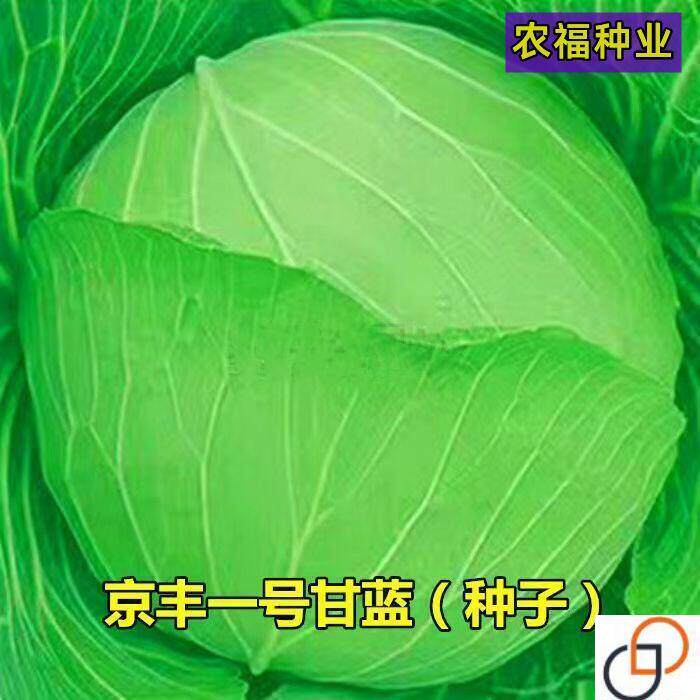 京丰一号甘蓝高产秋播阳台蔬菜种孑包菜农家菜园卷心菜籽