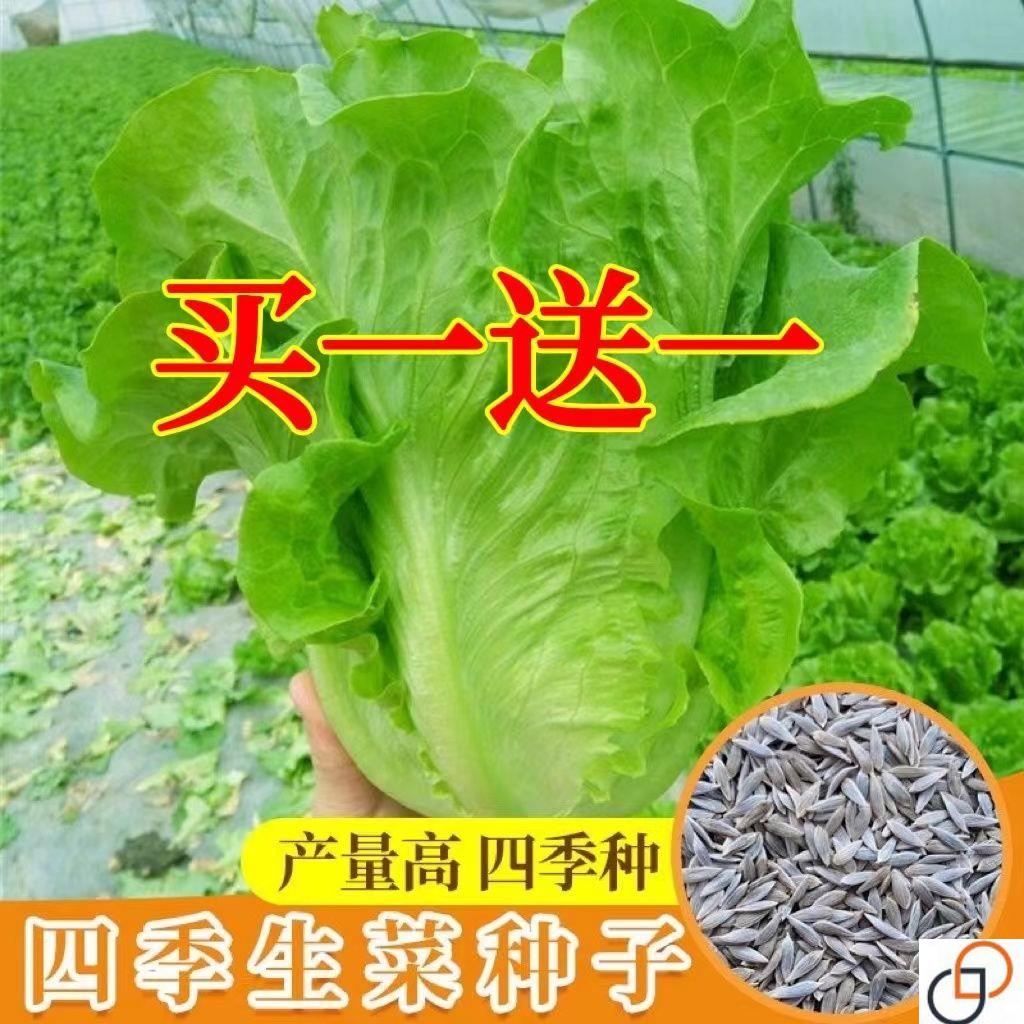 意大利四季生菜种子奶油结球沙拉水培生菜种籽阳台盆栽蔬菜种孑苗