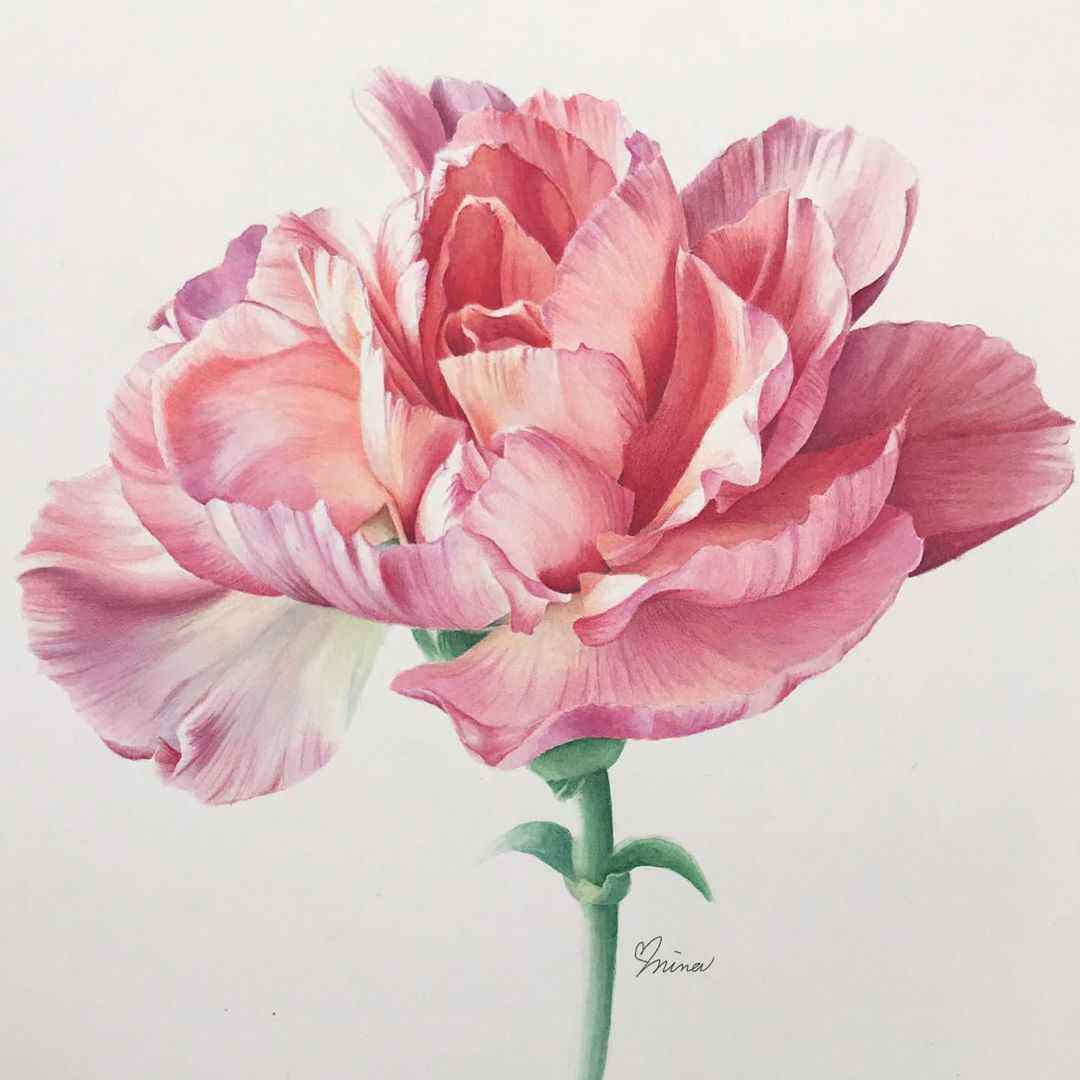 b238大气唯美水彩花卉花朵花儿植物滑花瓣花蕊手绘临摹素材图片