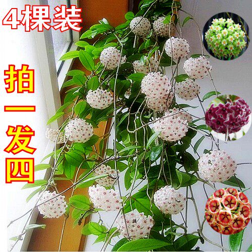 心叶球兰花带花大苗攀爬室内盆栽植物卷叶线叶球兰苗心形球兰
