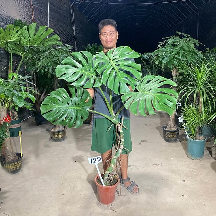 叶巨型大龟背竹老桩根栽绿植室内物绿植龙鳞一盆拍乐灵园艺大
