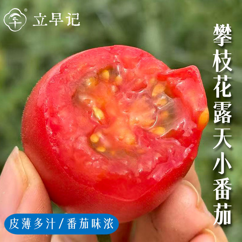 攀枝花露天小番茄西红柿自然成熟应季新鲜水果四川手信优选,水产肉类/新鲜蔬果/熟食,番茄,淘宝优惠券,粉丝福利购,淘宝优惠卷