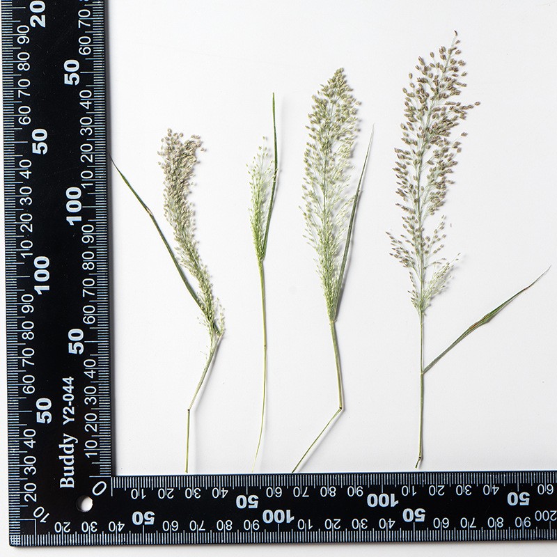 知风草带枝真树叶押花压花干花 diy书签蜡烛 手机壳 植物教学ax83