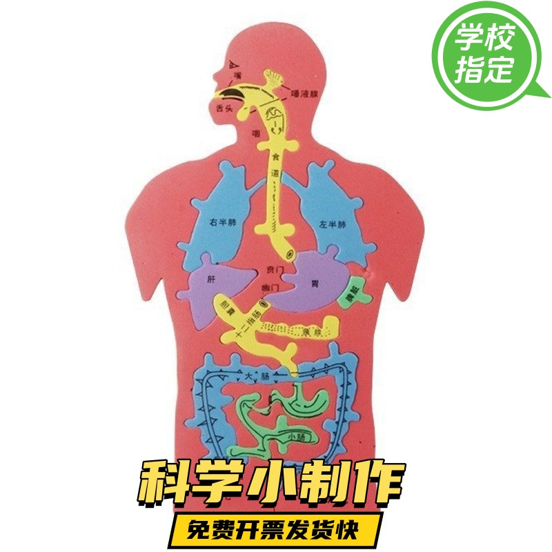 儿童益智科教玩具 人体消化系统内脏拼图eva模型动手动脑创意ax55