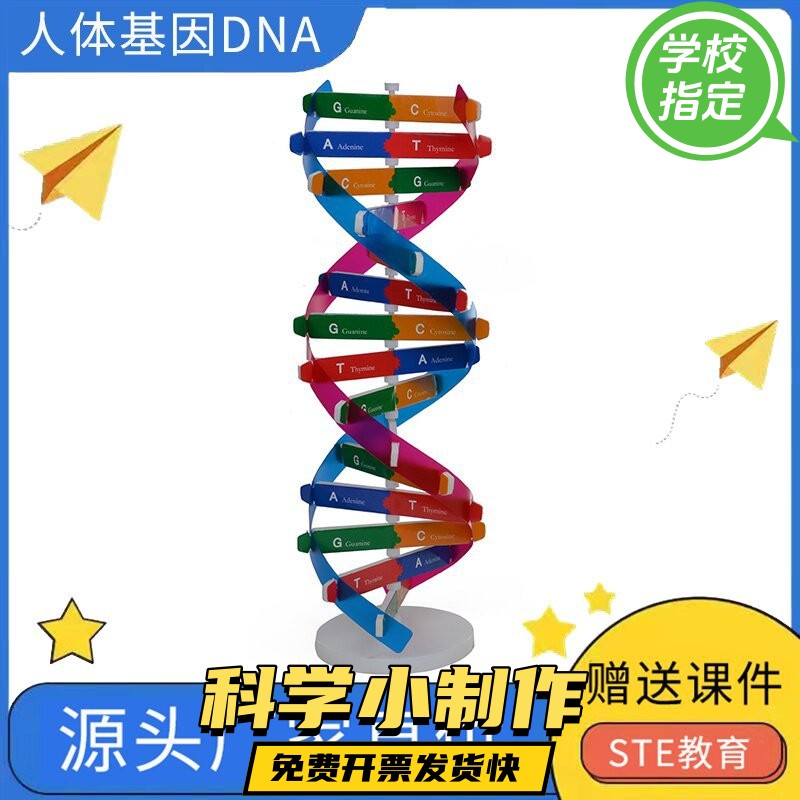人体基因DNA双螺旋模型 科技小制作手工diy 生物科学实验科普ax83