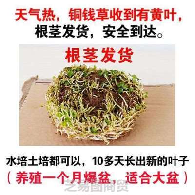 铜钱大桌面水绿摆件招财养培植草水培植植物号盆栽好养带叶房间