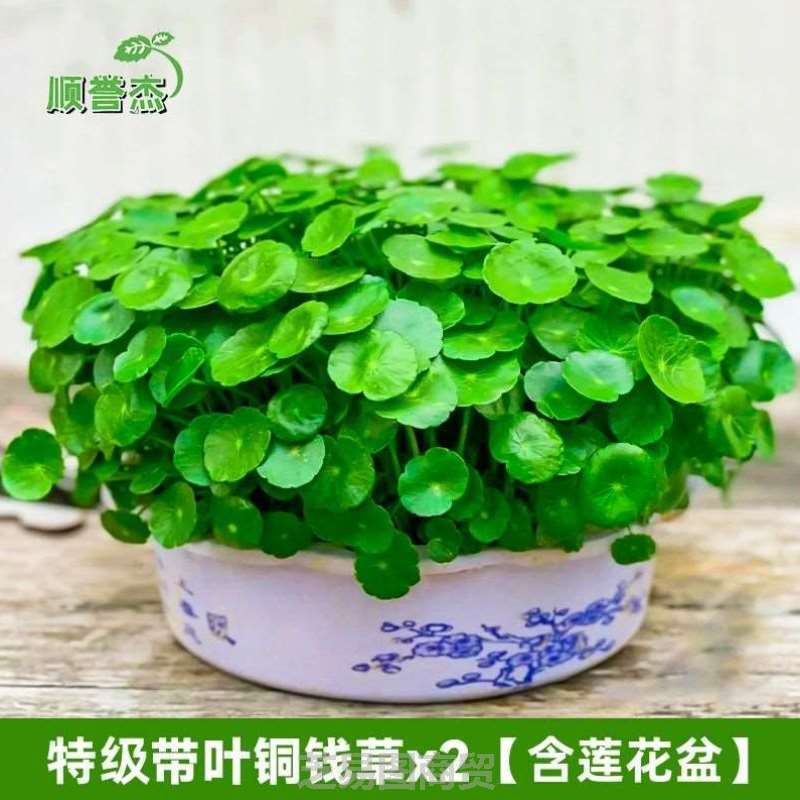 植养植碗庭院水培植物净化办公室室内桌面莲养金钱草四季常青水绿