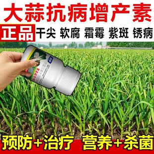 大蒜追肥宝大蒜补充营养块大均匀提高产量促进吸收