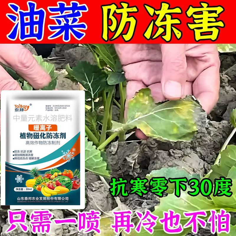 油菜抗寒防冻剂油菜防冻药油菜防寒解冻害低温促长生根壮苗防冻液