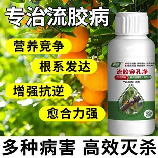 桃树流胶穿孔净专用杀菌剂流胶一喷净果树腐烂病流胶病修复剂
