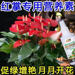 【猛生根】富贵竹专用营养液阿维菌素转运观音竹子水培土培家用植