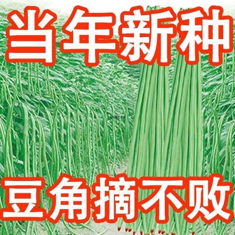 三尺特长豆角种子无高产高产抗虫四季易种蔬菜种子早熟豇豆筋抗病